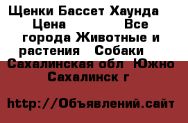 Щенки Бассет Хаунда  › Цена ­ 25 000 - Все города Животные и растения » Собаки   . Сахалинская обл.,Южно-Сахалинск г.